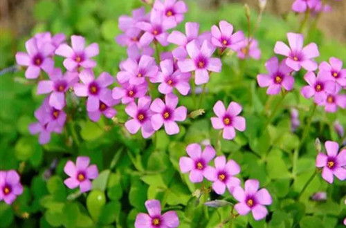 u=4165638727,3848694484&fm=253&fmt=auto&app=138&f=JPEG.webp_副本.jpg