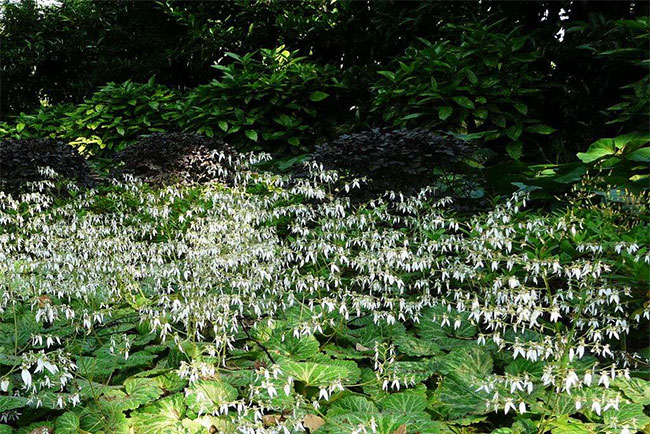 虎耳草