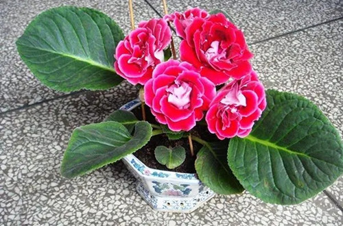 u=2719318890,211188399&fm=253&fmt=auto&app=138&f=JPEG.webp_副本.jpg