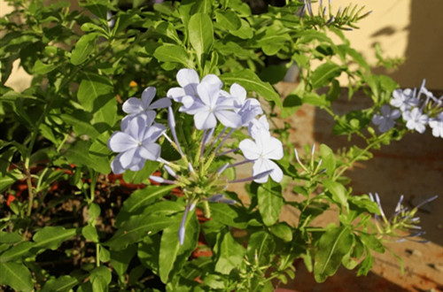 src=http___p8.itc.cn_images01_20210107_452ea85a417b48e5ad7111368eec982c.png&refer=http___p8.itc.webp_副本.jpg