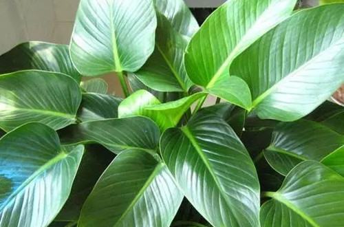 u=3306092728,1947966769&fm=253&fmt=auto&app=138&f=JPEG.webp_副本.jpg