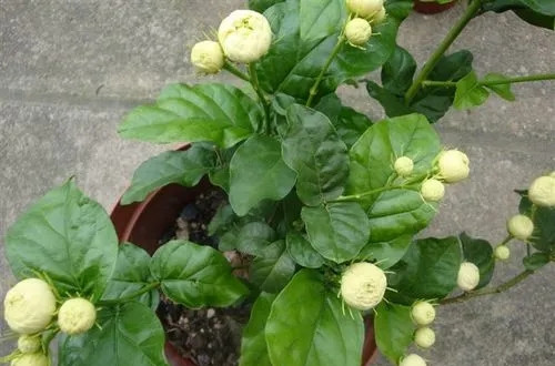 u=4256579164,3700105921&fm=253&fmt=auto&app=138&f=JPEG.webp_副本.jpg