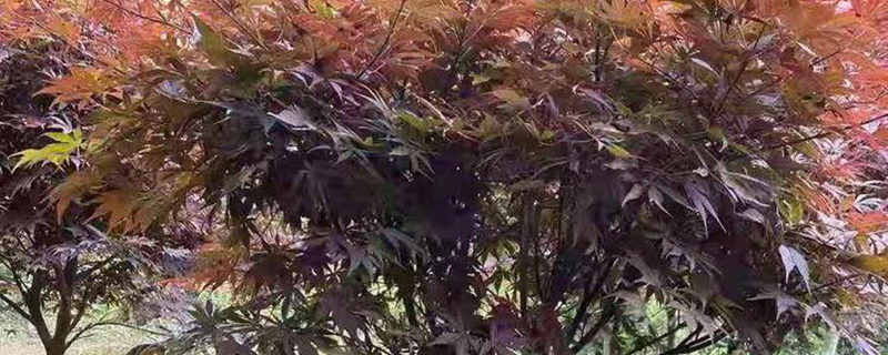 红枫种子多少钱一斤