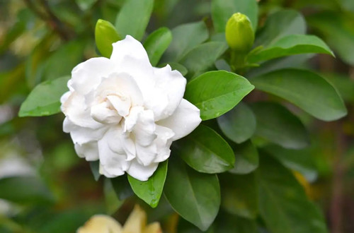 u=2381148679,4073263843&fm=253&fmt=auto&app=120&f=JPEG.webp_副本.jpg