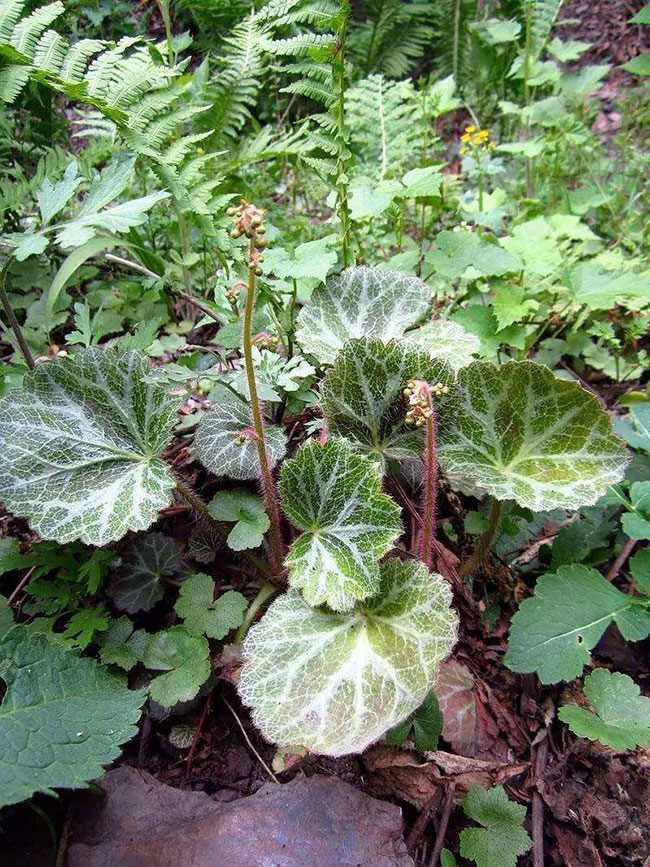 虎耳草