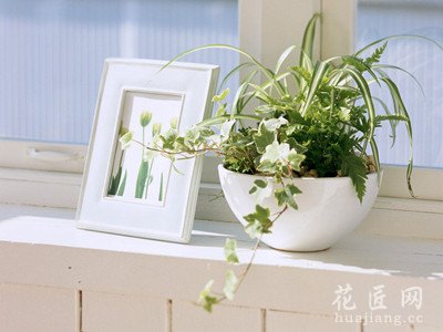 室内巧摆花，能防多种病 发布时间：14-04-02 花，主要应起美化环境的作用，既有视觉享受又能净化空气的就是好花。不同
