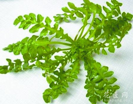 荠菜的营养价值
