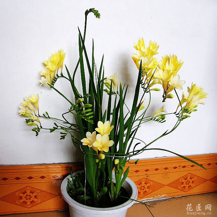 香雪兰盆栽的养殖方法和注意事项 发布时间：14-04-03 香雪兰性喜光照充足温暖湿润环境，不耐寒但能耐冷凉，高温干旱时