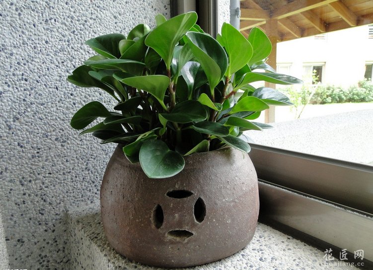 餐厅放什么植物合适 发布时间：14-04-03 宜：餐厅置放有益植物 餐厅是家人团聚的地方，而且位置靠近厨房，浇水便利。
