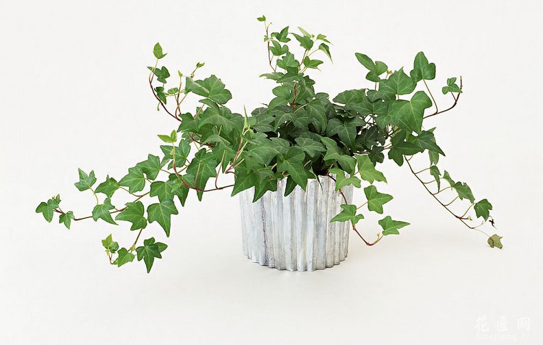 餐厅放什么植物合适 发布时间：14-04-03 宜：餐厅置放有益植物 餐厅是家人团聚的地方，而且位置靠近厨房，浇水便利。