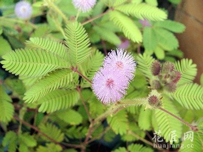 小心家养花草成健康杀手 发布时间：14-04-16 为扮靓居室，市民喜欢在家里养些花草，但专家提醒，花卉虽美，有许多花草