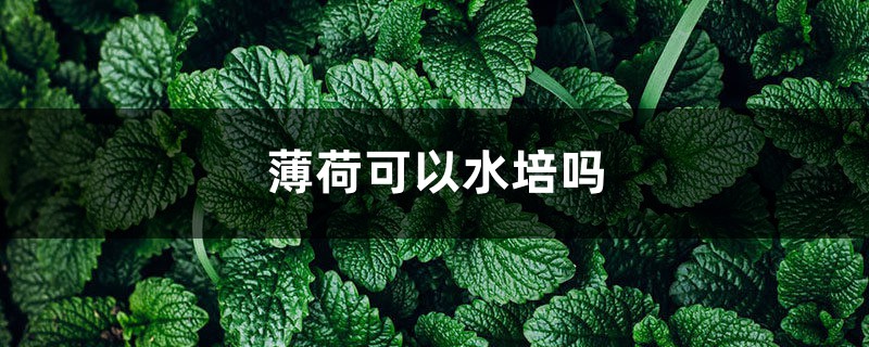 薄荷可以水培吗