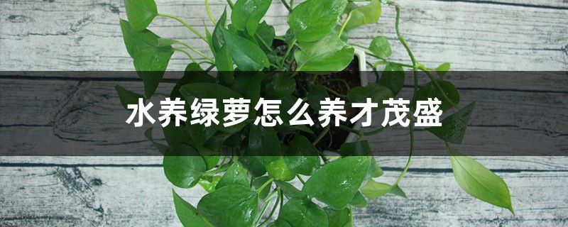 水养绿萝怎么养才茂盛，放啥长得快
