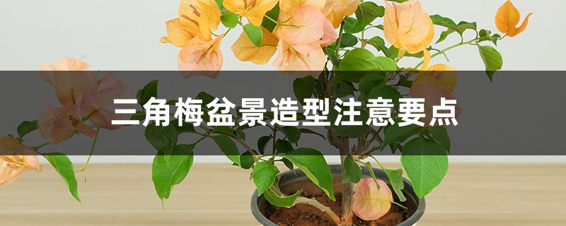 三角梅盆景造型注意要点