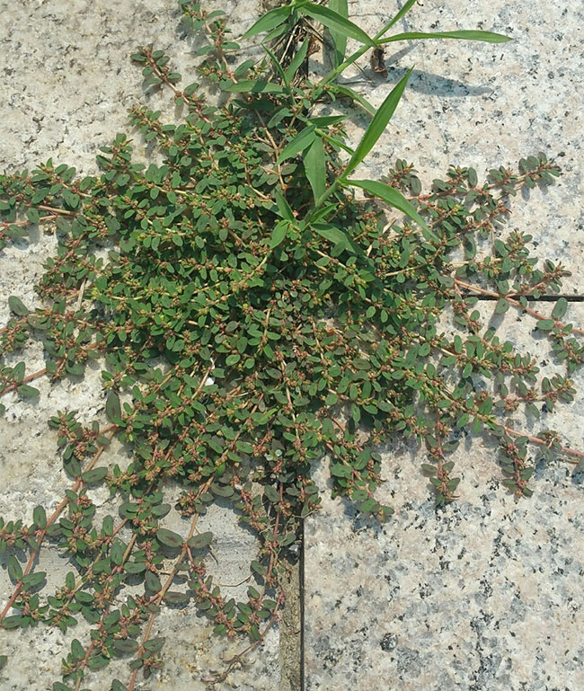 千根草