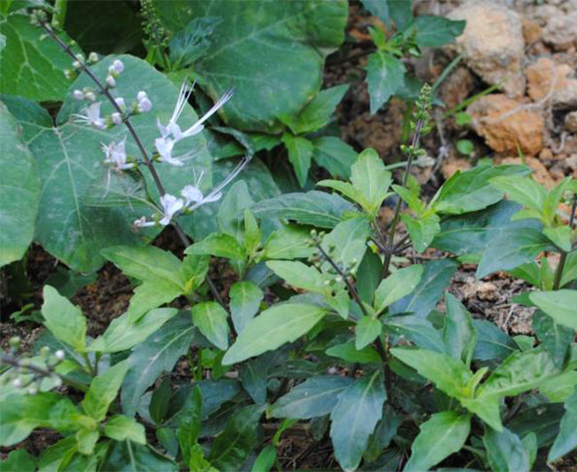 猫须草