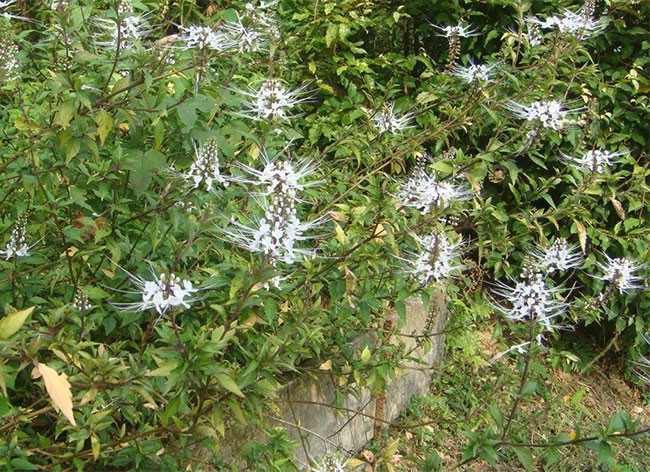 猫须草