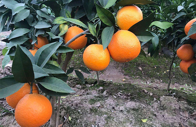 山地适合种什么经济树?适合山地种植的树种