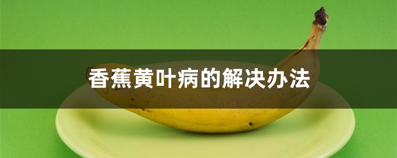 香蕉黄叶病的解决办法