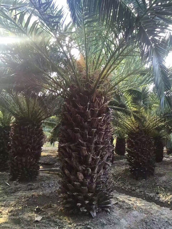 海枣的经济价值分析