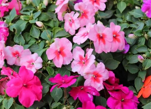 非洲凤仙花是多年生吗