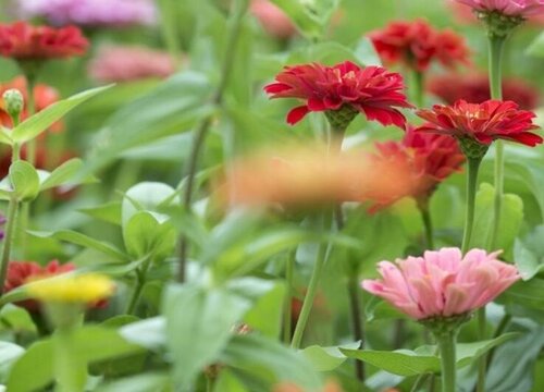 阿拉伯的国花是什么花