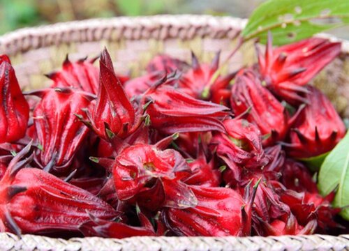 洛神花长什么样子