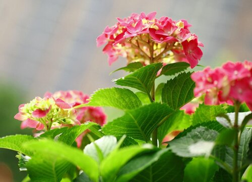 非洲堇花期是什么时候