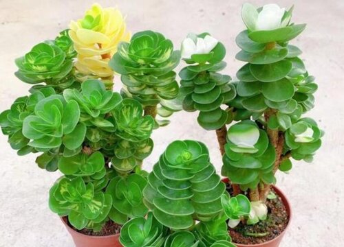 金钱木会开花吗 开的花是什么颜色
