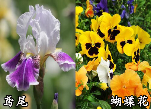 鸢尾和蝴蝶花是一种花吗