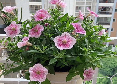 矮牵牛花期多长时间 花期是什么时候