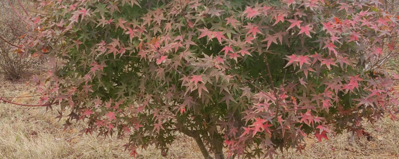 秋火焰红枫小苗多少钱一棵