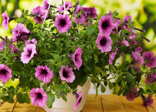 矮牵牛怎么度夏安全