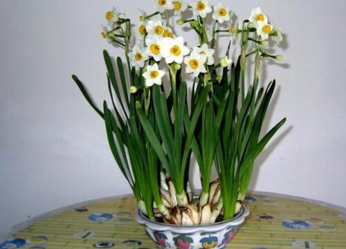 水仙花长什么样子