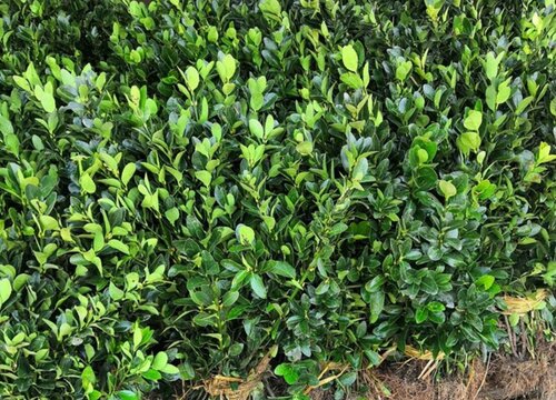卫矛科植物有哪些