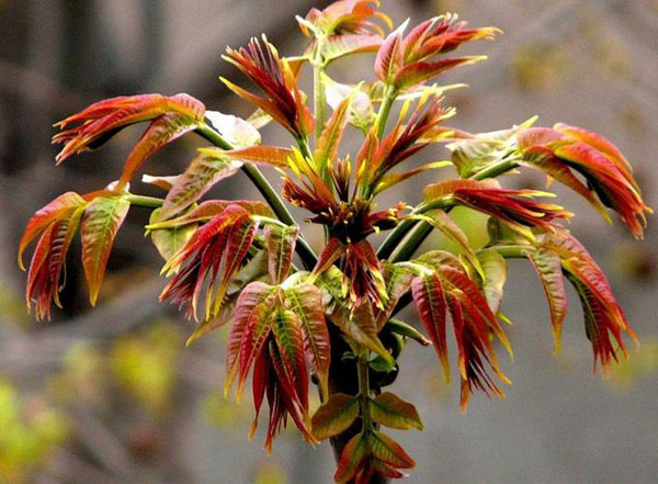 沙土地适合种什么蔬菜？沙土地种植什么效益高？
