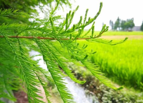 水杉的叶子像什么形状