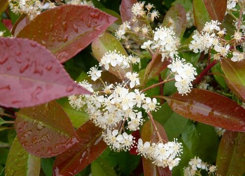 红叶石楠开花吗 开花样子（图片欣赏）