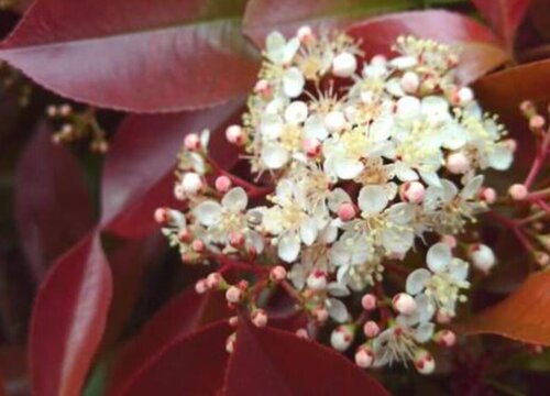 红叶石楠会开花吗 开花图片欣赏