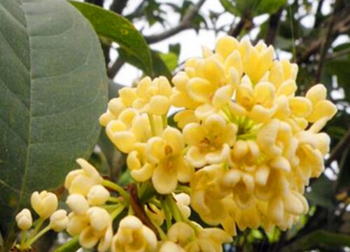 桂花和肉桂是一种植物吗