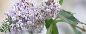 密蒙花