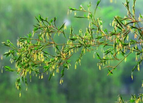 竹子开花什么预兆