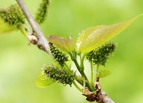 桑树属于什么植物类型