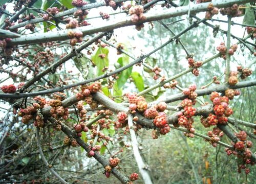 马桑树果实有毒吗