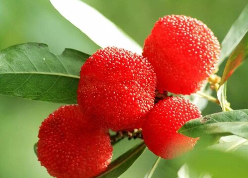 荸荠杨梅什么时候成熟