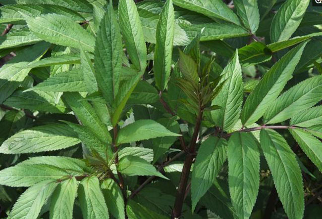 接骨草的种植前景分析