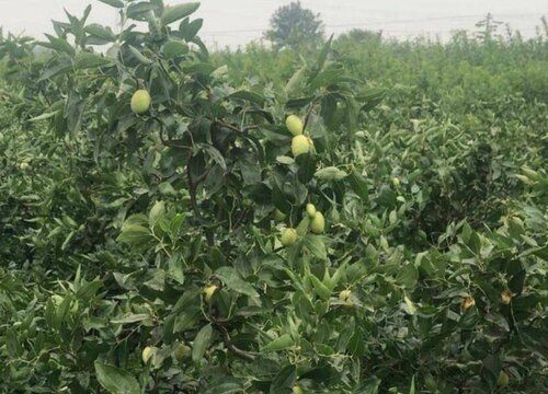 龙须枣树应该如何进行养殖呢