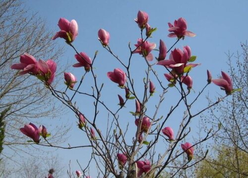 广玉兰一年开几次花