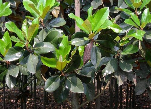 广玉兰是草本植物吗
