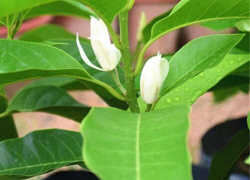 白兰花冬季养殖管理方法